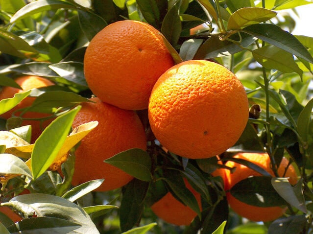 oranges